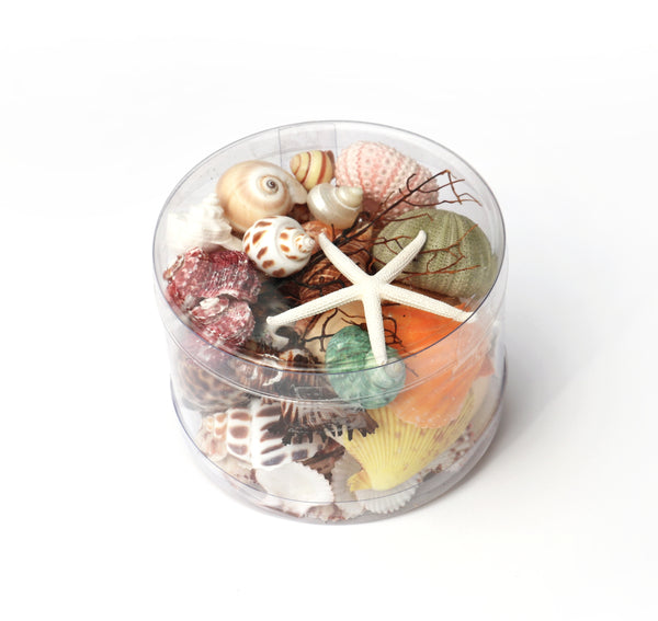 Premium Seashell Pack - Beach Box
